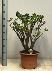 Crassula Ovata 30Ø 80cm
