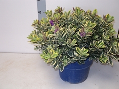 Hebe Andersonii Variegata 29Ø 40cm