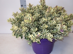 Hebe Andersonii Variegata 29Ø 40cm