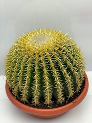 Echinoca Gru Inermis 30Ø 30cm