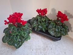 Cyclamen Super Serie Xl 13Ø 30cm