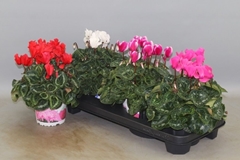 Cyclamen Super Serie Xl 13Ø 30cm