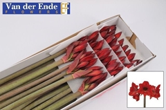 Hippeastrum Mini Rapido 60cm