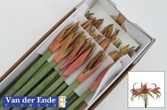 Hippeastrum Spider Tango 75cm
