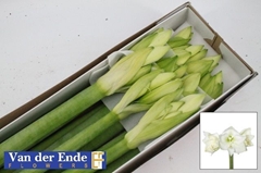 Hippeastrum Mont Blanc 80cm