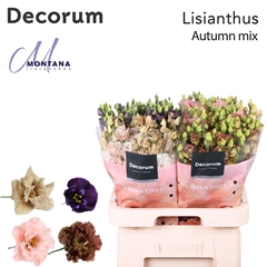 Eustoma Double Mix 70cm