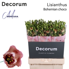 Eustoma Single Bohemian Choco 70cm