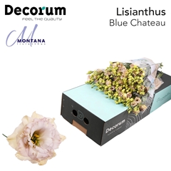 Eustoma Double Blue Chateau 70cm
