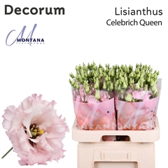 Eustoma Double Celebrich Queen 70cm