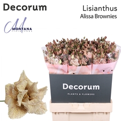 Eustoma Double Painted Alissa Brownies 70cm