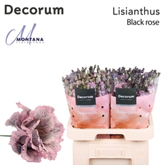 Eustoma Double Painted Alissa Black Rose 70cm