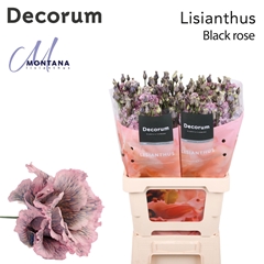 Eustoma Double Painted Alissa Black Rose 70cm