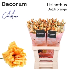 Eustoma Double Painted Alissa Dutch Orange 70cm