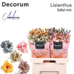 Eustoma Double Painted Safari Mix 70cm