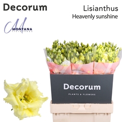Eustoma Double Painted Heavenly Sunshine 70cm
