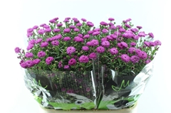 Aster Flash 80cm 30gr.