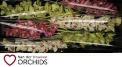 Cymbidium Mix 80cm