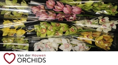 Cymbidium Mix 60cm