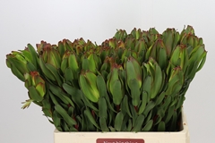 Leucadendron Laurel Yellow 60cm