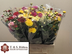 Chrysanth Spray Mix 65cm 70gr.