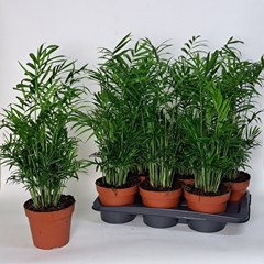 Chamaedorea Elegans 17Ø 60cm
