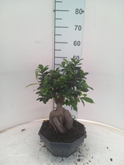 Ficus Microcarpa Ginseng 26Ø 40cm