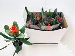 Aechmea Pepita Elegant Flames 15Ø 40cm