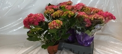 Hydrangea Amsterdam 14Ø 40cm 4bl