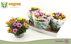 Chrysanth Elixer 23Ø 25cm