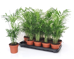 Chamaedorea Elegans 12Ø 50cm