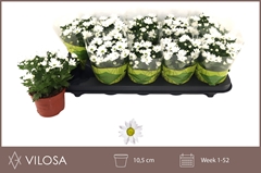 Chrysanth Swifty White 10Ø 18cm