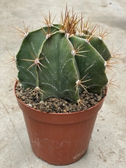 Astrophytum Ornatum 17Ø 17cm