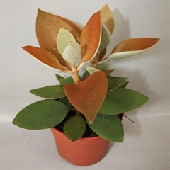 Kalanchoe Orygalis 12Ø 15cm