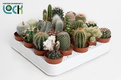 Cactus Mix 5Ø 10cm