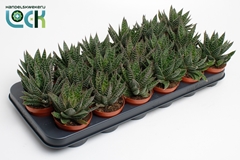 Gasteria 8Ø 15cm