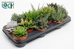 Echeveria Mix 10Ø 15cm