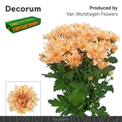 Chrysanth Spray Kalimba Salmon 70cm 95gr.