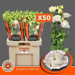 Eustoma Double Celebrich White 70cm