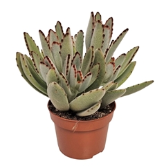 Kalanchoe Tomentosa 10Ø 15cm