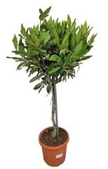Laurus 20Ø 100cm