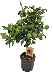 Citrus Limetta 17Ø 65cm