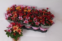 Chrysanth Mix 12Ø 26cm