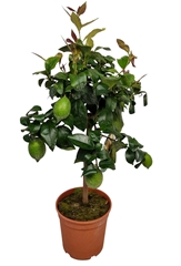 Citrus Limon 21Ø 75cm