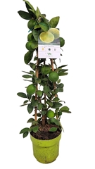 Citrus Aurantiifolia 19Ø 70cm