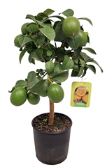 Citrus Meyer 17Ø 60cm