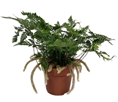 Humata Tyermannii 12Ø 30cm