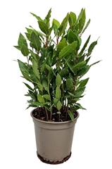 Laurus 14Ø 42cm