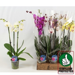 Phalaenopsis Mix 4 Colours 12Ø 60cm 3st