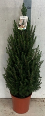 Picea Conica 24Ø 100cm