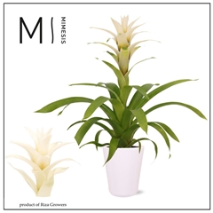 Guzmania Deseo White 12Ø 48cm